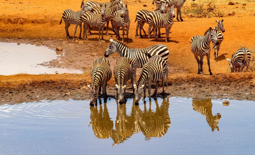 Zebres à Amboseli