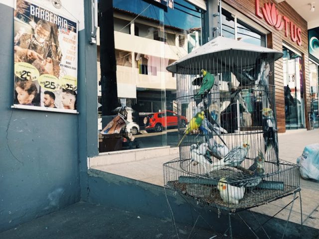 Les accessoires pour améliorer le confort de votre cage à oiseaux