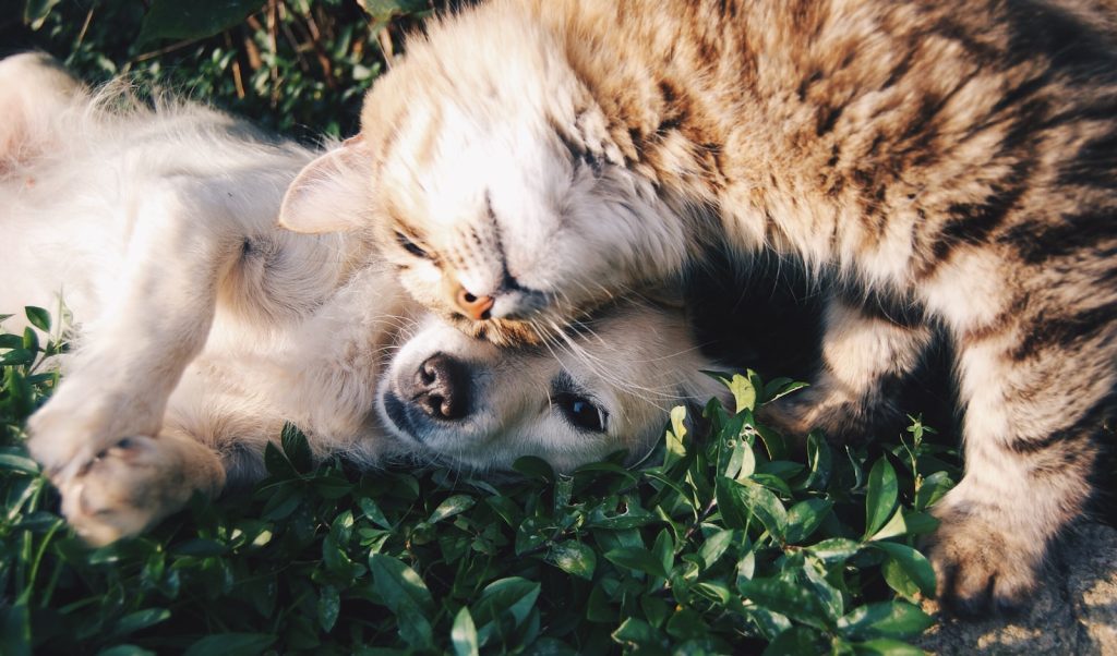 Comment reconnaître les signes de stress chez votre chien