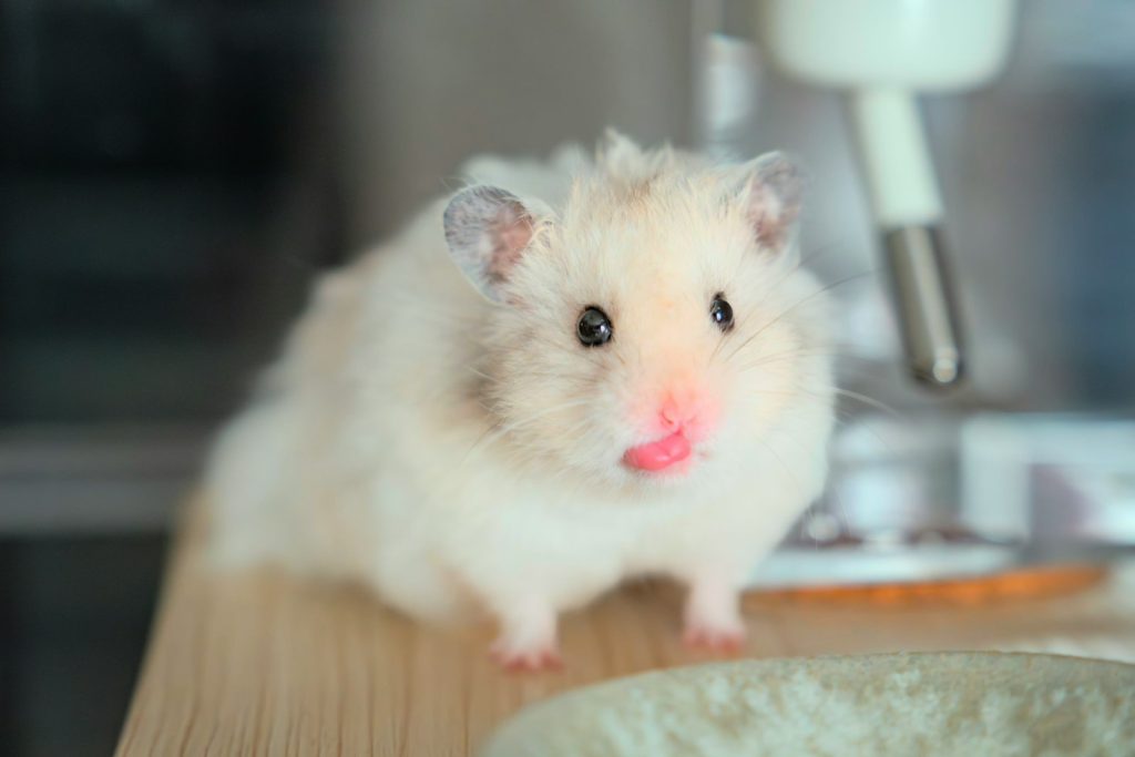 Comment aménager un espace idéal pour favoriser le bien-être de votre hamster