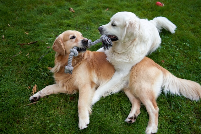 Les races de chiens actives pour les passionnés de sport