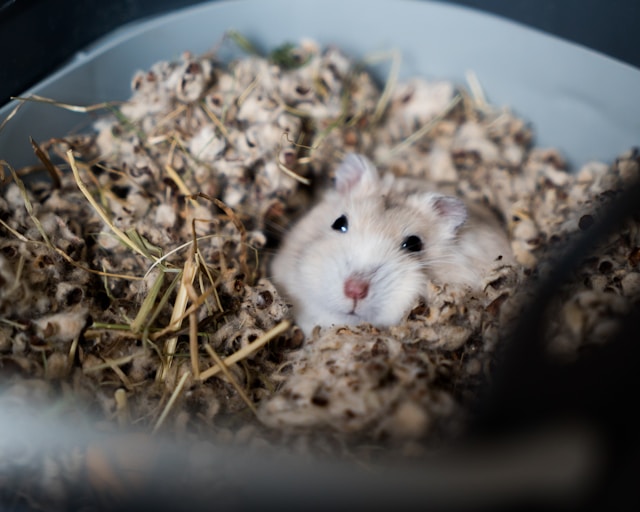 habitat pour hamster