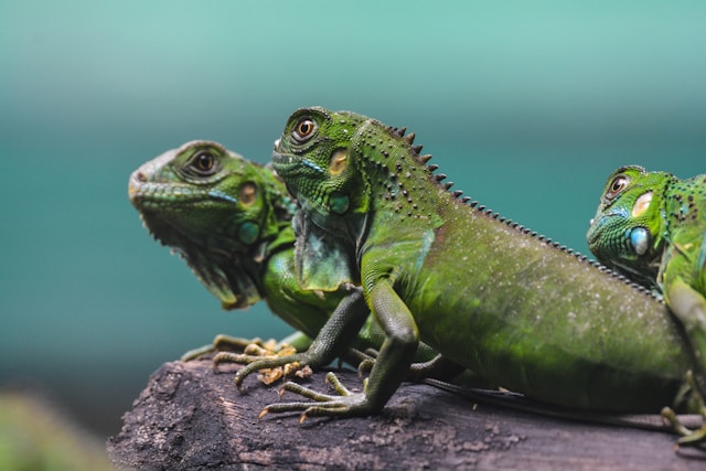 Les espèces de lézards recommandées pour les débutants