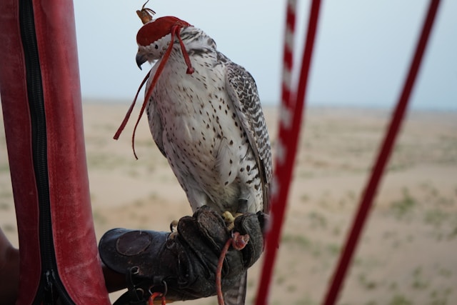 Les meilleures techniques pour dresser un oiseau : guide pratique