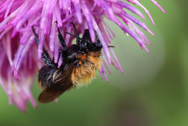 Le monde des insectes domestiques : curiosités et bienfaits