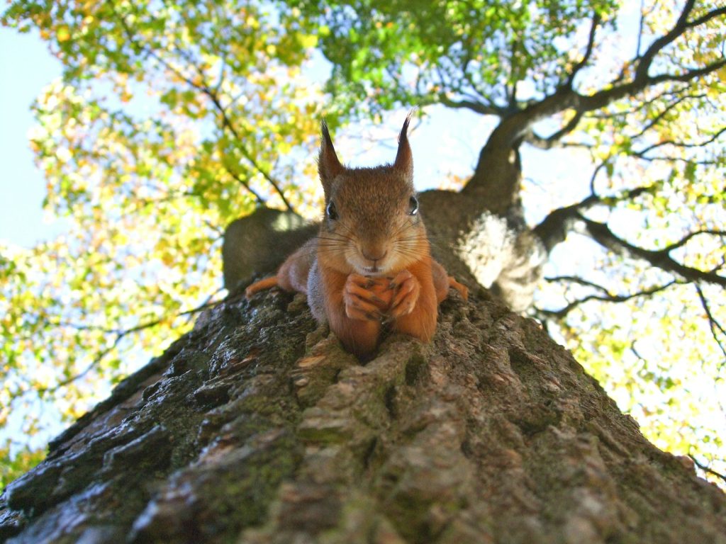 Les techniques de survie des animaux dans le désert