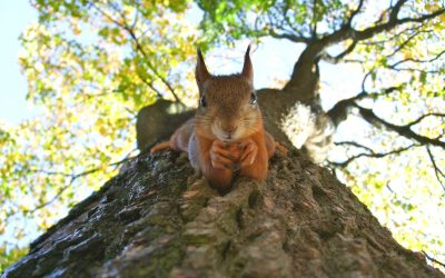 survie des animaux