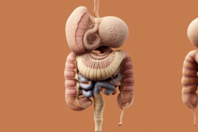 Transformez votre confort intestinal : les bienfaits d’un régime pauvre en FODMAP Transformez votre confort intestinal : les bienfaits d’un régime pauvre en FODMAP