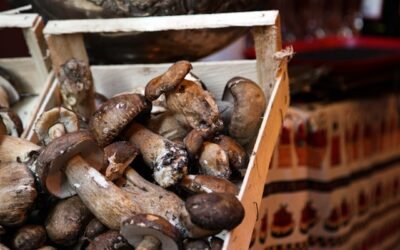 champignon mushngo