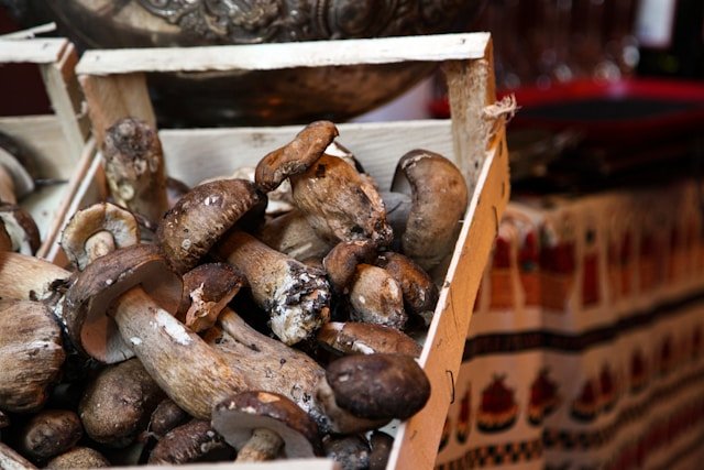 Mushngo : Explorez les vertus étonnantes des champignons adaptogènes