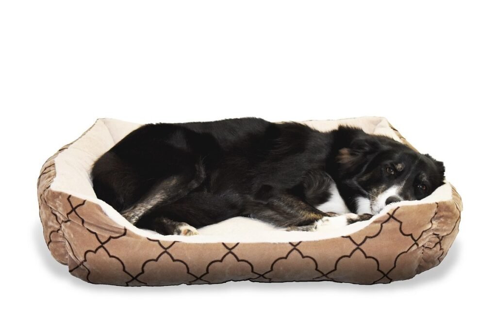 Pourquoi votre chien gratte son panier avant de dormir Pourquoi votre chien gratte son panier avant de dormir