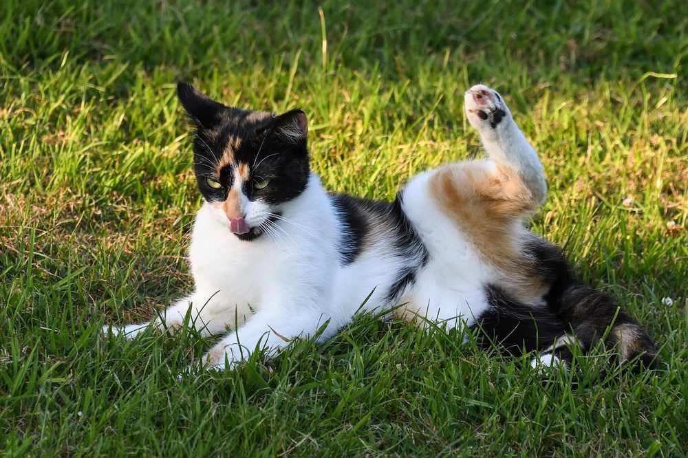 Un chat tricolore se nettoie la patte arrière sur l'herbe verte