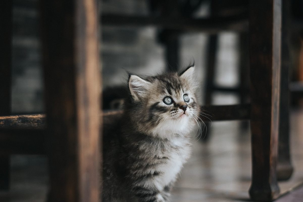 Une chatte et ses chatons pendant la période d'apprentissage de la propreté