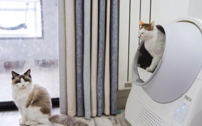 Deux chats, l'un dans une litière automatique, l'autre sur le sol près d'une fenêtre