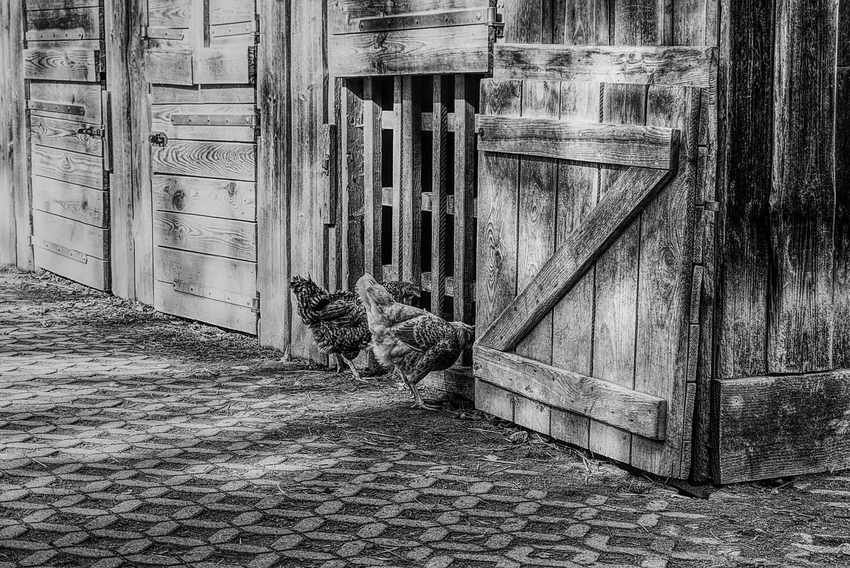 Deux poules se déplacent près d'une porte de grange Deux poules se déplacent près d'une porte de grange