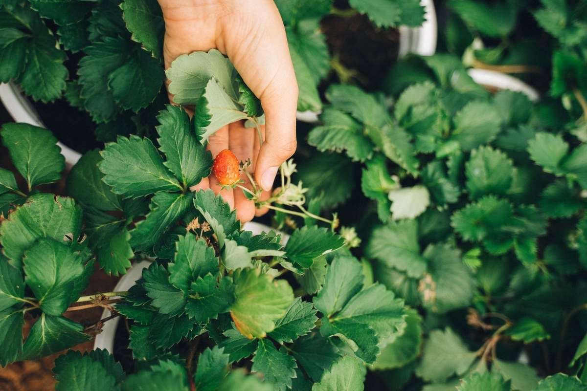 Main cueillant une fraise mûre parmi des feuillages verts Main cueillant une fraise mûre parmi des feuillages verts