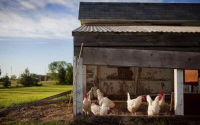 Poulailler avec poules dans un champ